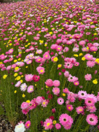 Rhodanthe chlorocephala ssp rosea  'Rose' seeds  - ( Helipterum roseum, Paper Daisy) - Image 2