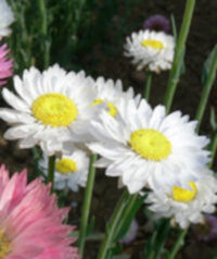 Rhodanthe chlorocephala ssp rosea 'White' seeds - ( Helipterum, Paper daisy, Everlasting)