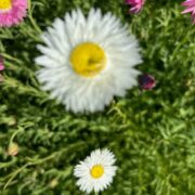 Rhodanthe chlorocephala ssp rosea 'White' seeds - ( Helipterum, Paper daisy, Everlasting)