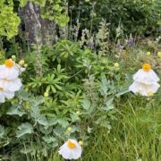 Romneya coulteri plants