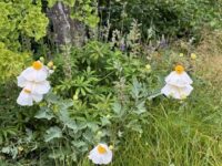 Romneya coulteri plants