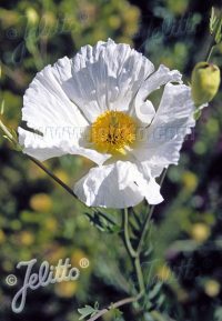 Romneya coulteri plants - Image 2