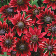 Rudbeckia hirta 'Cherry Brandy' seeds - ( Gloriosa Daisy)