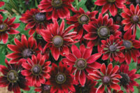 Rudbeckia hirta 'Cherry Brandy' seeds - ( Gloriosa Daisy)