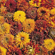 Rudbeckia hirta 'Cherokee Sunset Mix' seeds - (Gloriosa Daisy)