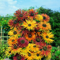 Rudbeckia hirta "Chimchiminee' seeds