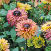 Rudbeckia hirta 'Sahara' seed