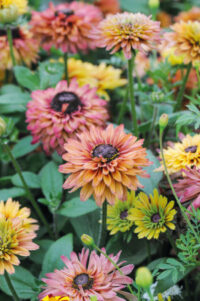 Rudbeckia hirta 'Sahara' seed