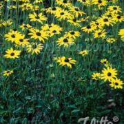 Rudbeckia fulgida var fulgida seeds - (Coneflower, Black-eyed Susan)