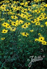 Rudbeckia fulgida var fulgida seeds - (Coneflower, Black-eyed Susan)
