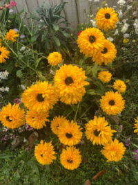 Rudbeckia hirta 'Goldilocks ' seeds - (Gloriosa Daisy)