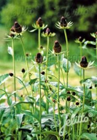 Rudbeckia occidentalis 'Green Wizard' seeds - ( Cone Flower)