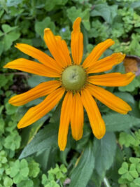 Rudbeckia hirta 'Irish Eyes' seeds - (Gloriosa Daisy)