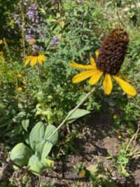 Rudbeckia maxima seeds - (Coneflower)