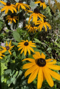 Rudbeckia fulgida 'Goldsturm' seeds - (Coneflower)