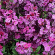 Erysimum chieri 'Sugar Rush Purple Bicolour' seeds - ( Wallflower)