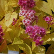 Spiraea japonica 'Golden Princess' seeds