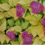 Spiraea japonica 'Garnet 'n Gold' seeds