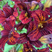 Seeds to sow in summer