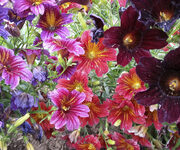 Salpiglossis sinuata 'Superbissima Mix' seeds - (Painted Tongue)
