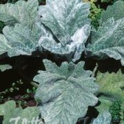 Salvia argentea seeds - ( Silver Sage, Artemis)