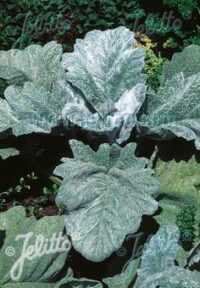 Salvia argentea seeds - ( Silver Sage, Artemis)