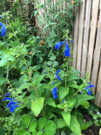 Salvia patens 'Blue angel' - (Gentian Sage) seeds