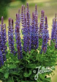 Salvia nemorosa 'Blue Queen' seeds