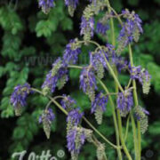 Salvia nutans seeds - ( Nodding sage)