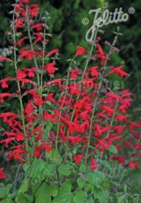 Salvia roemeriana 'Arriba' seeds - ( Hot trumpets, Prairie Fire, Red Dwarf)