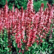 Salvia nemorosa 'Rose Queen' plants