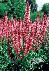 Salvia nemorosa 'Rose Queen' plants