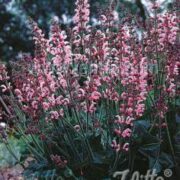 Salvia pratensis 'Rose Rhapsody' seeds - (Meadow sage)