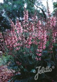 Salvia pratensis 'Rose Rhapsody' seeds - (Meadow sage)