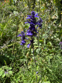 Salvia farinacea 'Sirius Blue' seeds - ( Mealycup Sage)