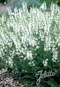 Salvia pratensis 'Swan Lake' seeds - ( Meadow Clary Sage)