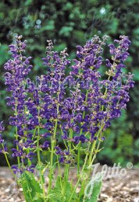 Salvia pratensis 'Twilight Serenade' seeds