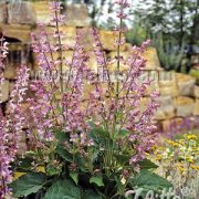 Salvia sclarea var turkistanica 'Vatican Pink' plants