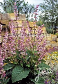 Salvia sclarea var turkistanica 'Vatican Pink' plants