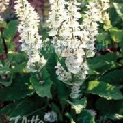 Salvia sclarea var. turkistanica 'Vatican White' seeds - (Clary sage)