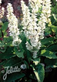 Salvia sclarea var. turkistanica 'Vatican White' seeds - (Clary sage)