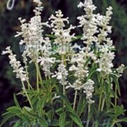 Salvia  farinacea 'Victoria White' seeds