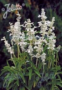 Salvia  farinacea 'Victoria White' seeds