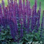 Salvia nemorosa 'Violet Queen' plants