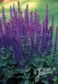Salvia nemorosa 'Violet Queen' plants