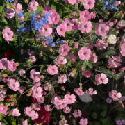 Saponaria vaccaria "Pink Beauty' seeds - (Soapwort)