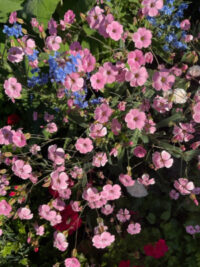 Saponaria vaccaria "Pink Beauty' seeds - (Soapwort)