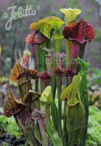 Sarracenia  species (alata x flava x leucophylla x purpurea) 'New Hybrids' seeds