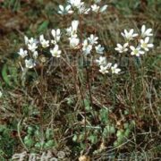 Saxifraga granulata seeds - ( Meadow Saxifrage, First of May)