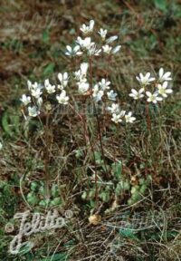 Saxifraga granulata seeds - ( Meadow Saxifrage, First of May)
